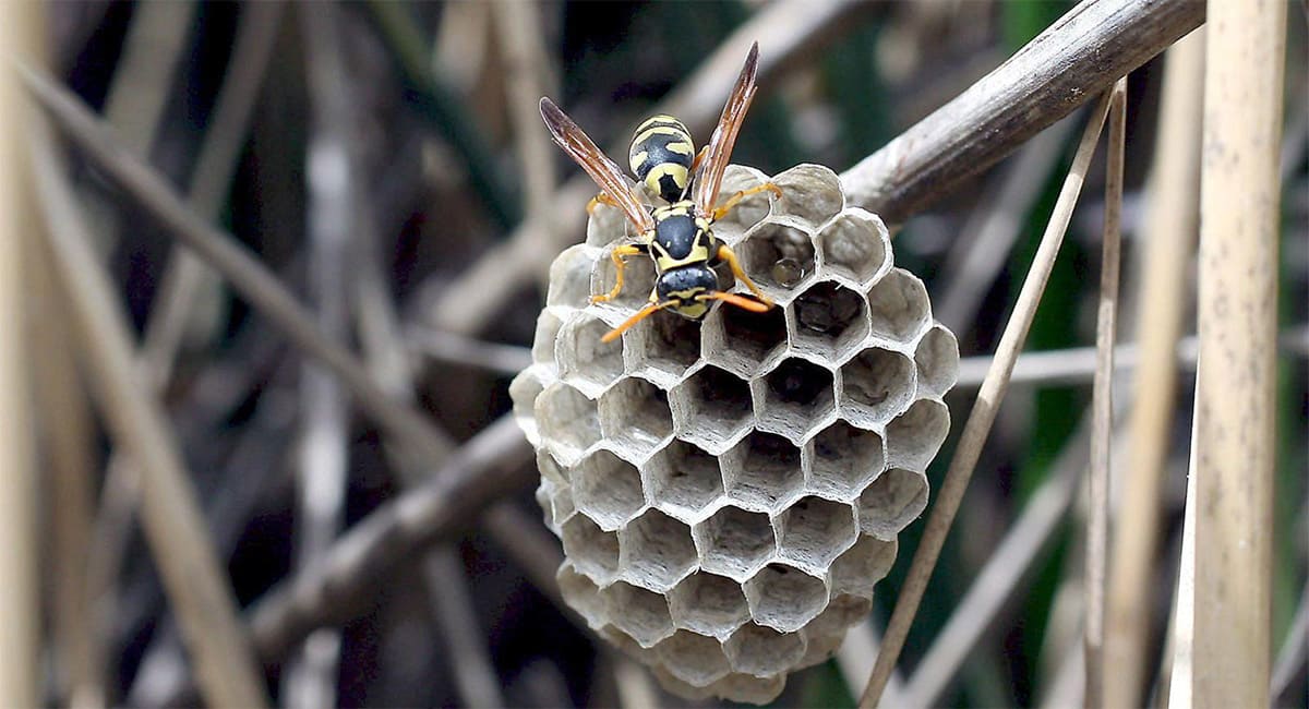 Cuanto cobran los bomberos por quitar un avispero