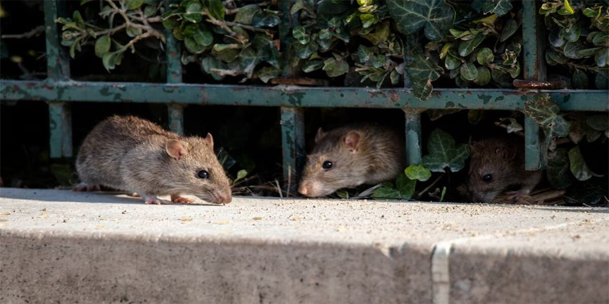 Cuanto vive una rata de alcantarilla