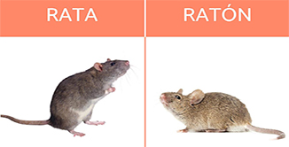 Cuanto vive una rata de alcantarilla