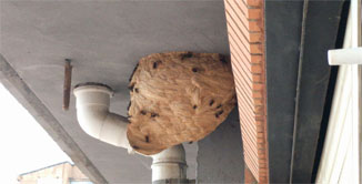 Como quitar un panal de avispas