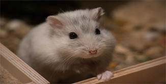 Ley bienestar animal