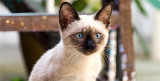 Los Gatos Ahuyentan las Cucarachas